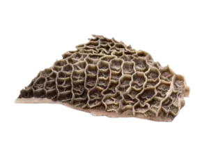 Honeycomb Tripe
