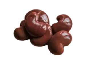 Kidney