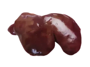 Liver
