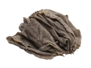 Omasum