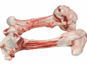 Leg-Bone