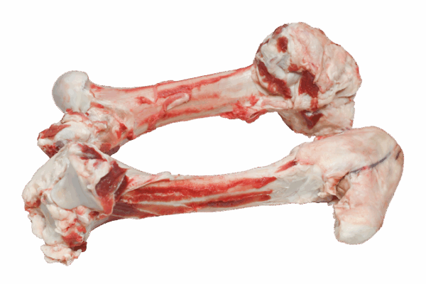 Leg-Bone