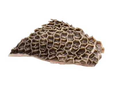 Honeycomb Tripe