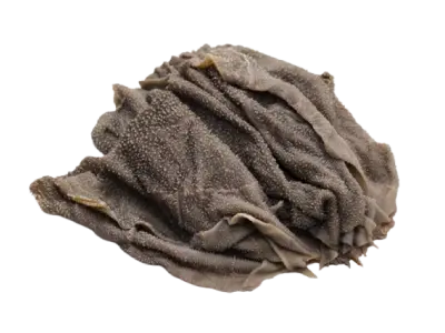 Omasum